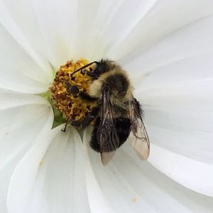 Meet your Posher, Chiquita